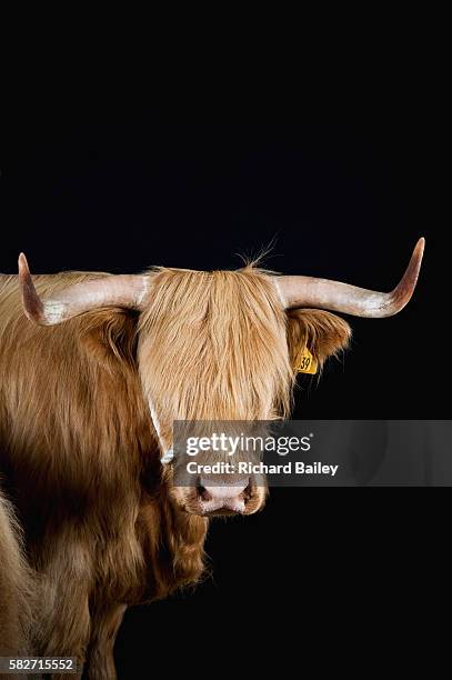 highland cow - shaggy fur fotografías e imágenes de stock