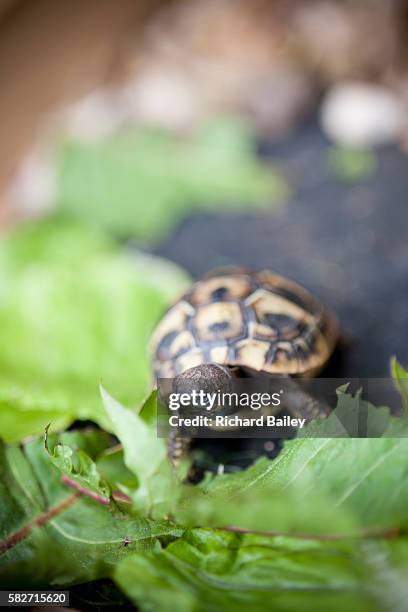 hermann tortoise - griechische landschildkröte stock-fotos und bilder