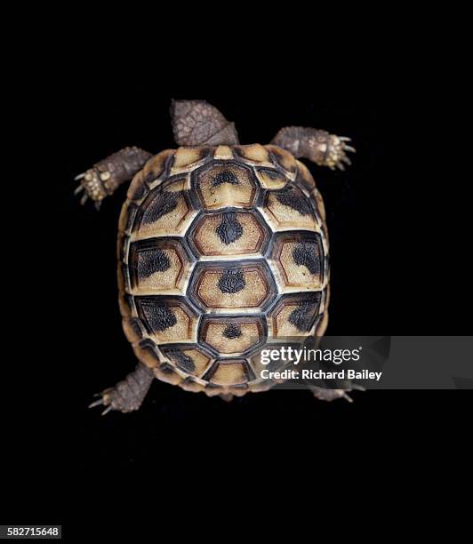 hermann tortoise - schildkröte stock-fotos und bilder