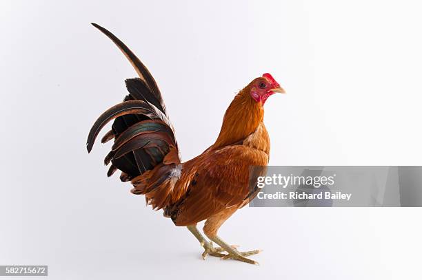 old english game bantam - rooster stock pictures, royalty-free photos & images