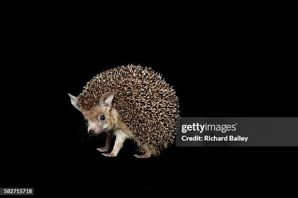 egyptian long eared hedgehog - cerda-pelo-de-animal fotografías e imágenes de stock