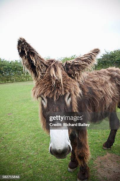 poitu donkey in field - shaggy fur stock pictures, royalty-free photos & images