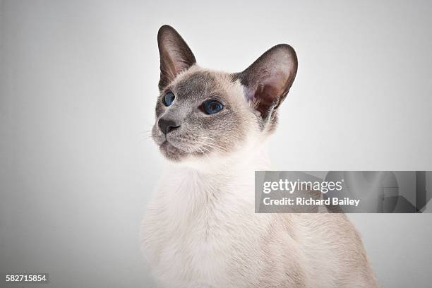 siamese cat - siamese cat stockfoto's en -beelden