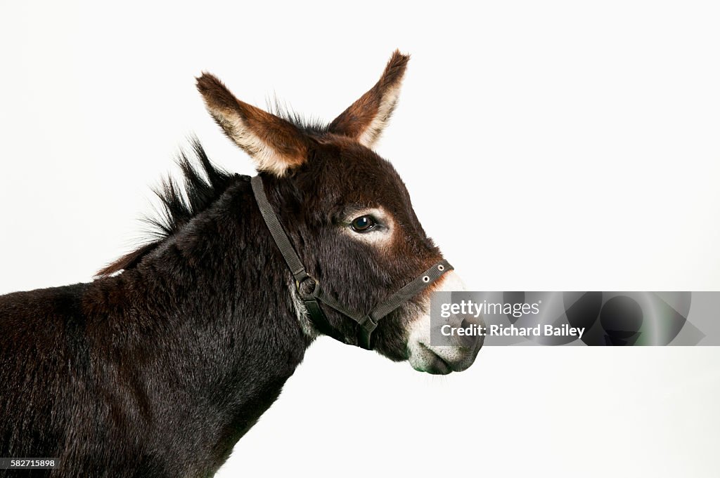 Miniature Donkey