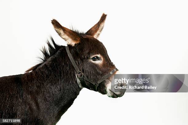miniature donkey - donkey stock-fotos und bilder