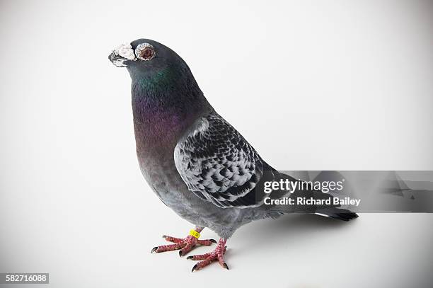 13 Dragoon Bird Stock Photos, High-Res Pictures, and Images - Getty Images