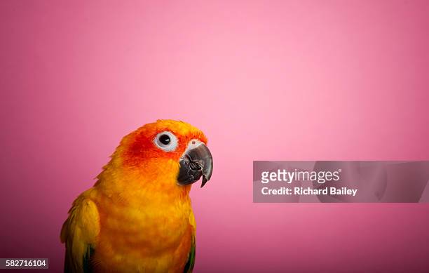 sun conure - sun conure stock pictures, royalty-free photos & images