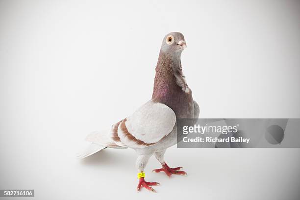 valencian figurita - rock dove stock pictures, royalty-free photos & images