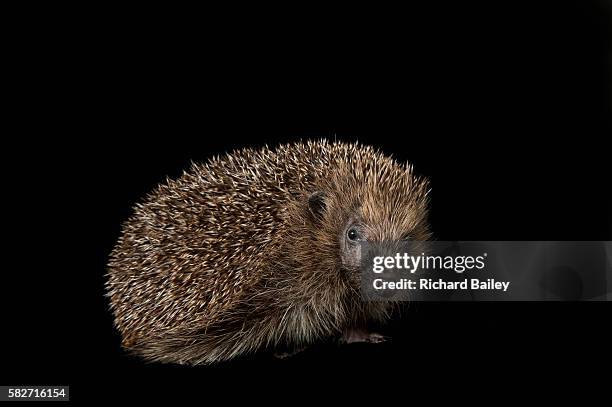 british hedgehog - hibernation stock pictures, royalty-free photos & images