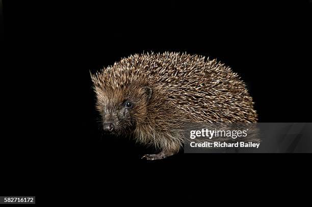british hedgehog - hibernation stock pictures, royalty-free photos & images