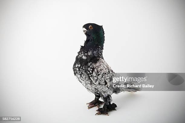 oriental frill, black lace - rock dove stock pictures, royalty-free photos & images