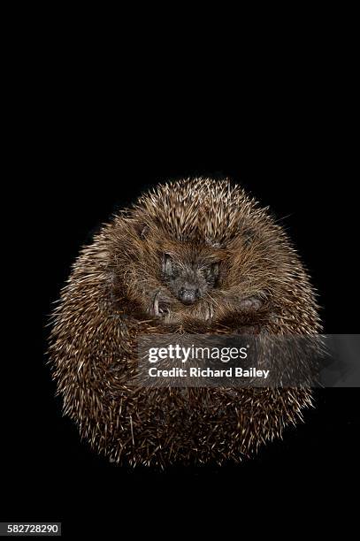 british hedgehog - hibernation stock pictures, royalty-free photos & images