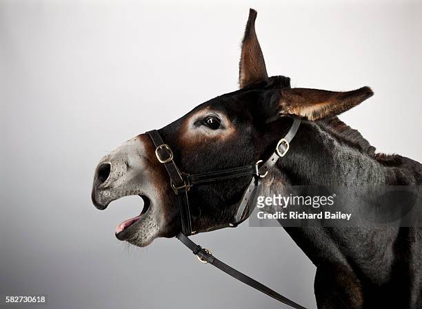 mammoth jack donkey - braying stock pictures, royalty-free photos & images
