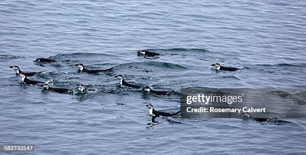 group of chinstrap penguins swimming, antarctica - penguin flock stock pictures, royalty-free photos & images