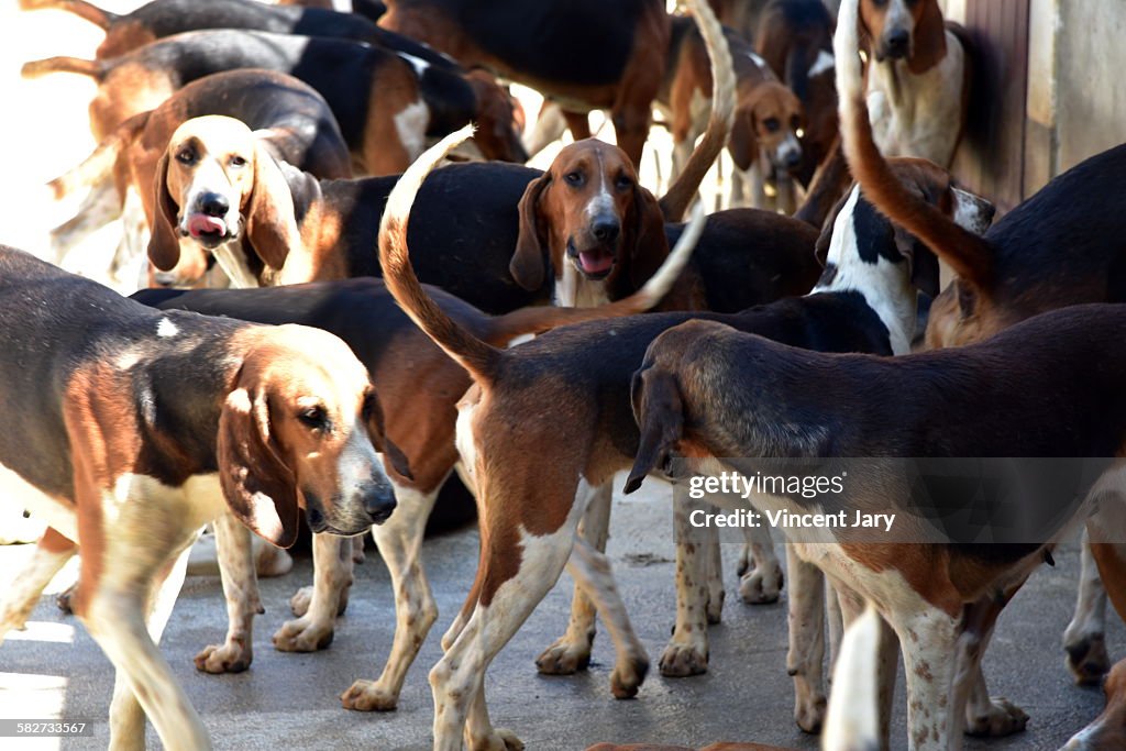 Fox hunting dogs