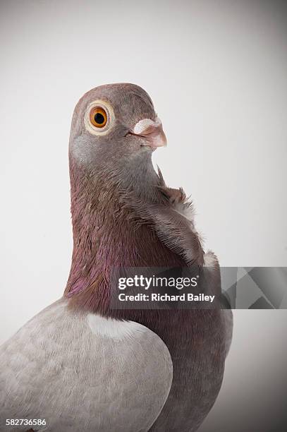 valencian figurita - figurita stockfoto's en -beelden