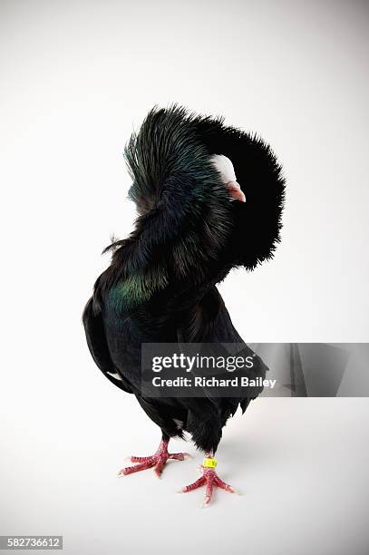 Jacobin Ruff Jacobin Pigeons Photos and Premium High Res Pictures - Getty Images