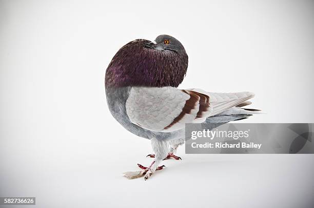 holle cropper - rock dove stock pictures, royalty-free photos & images