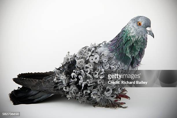 blue grizzle frillback - rock dove stock pictures, royalty-free photos & images