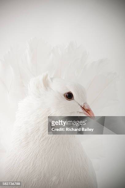 indian fantail, white - white pigeon stock-fotos und bilder