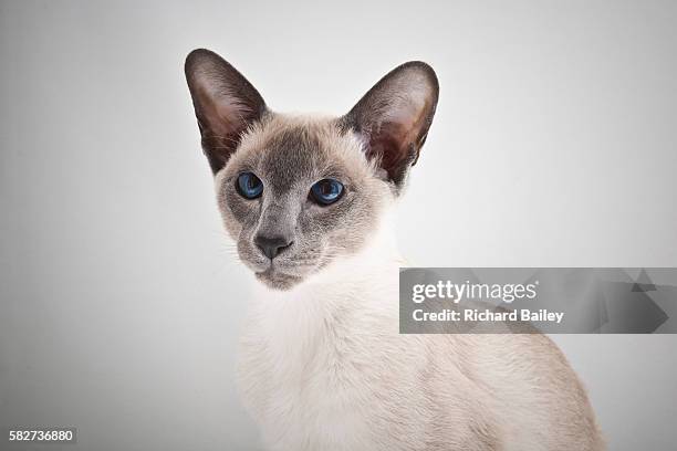 siamese cat - siamese cat stock pictures, royalty-free photos & images