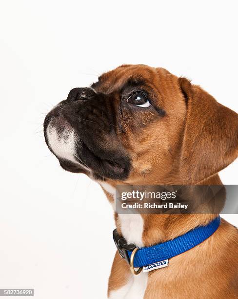 boxer dog puppy - boxer imagens e fotografias de stock