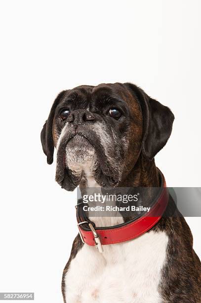 boxer dog - collar stock-fotos und bilder