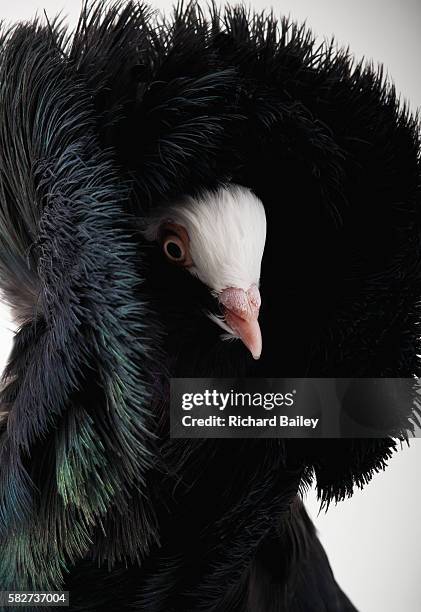 Jacobin Ruff Jacobin Pigeons Photos and Premium High Res Pictures - Getty Images