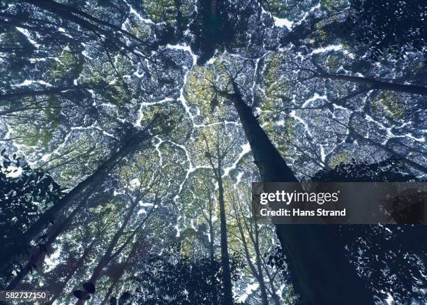 kapur tree canopy showing crown shyness - estado de selangor fotografías e imágenes de stock