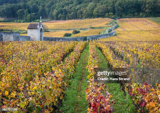 clos st jacques - gevrey-chambertin stockfoto's en -beelden
