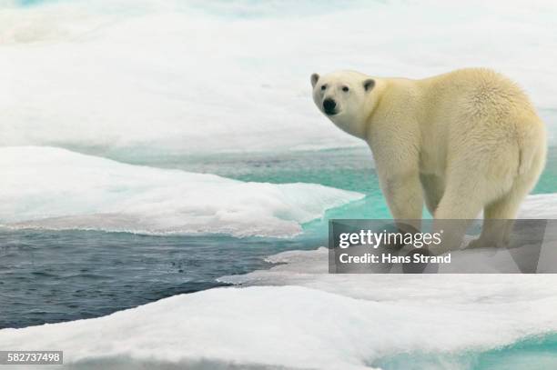 polar bear on sea ice - bloco de gelo flutuante - fotografias e filmes do acervo