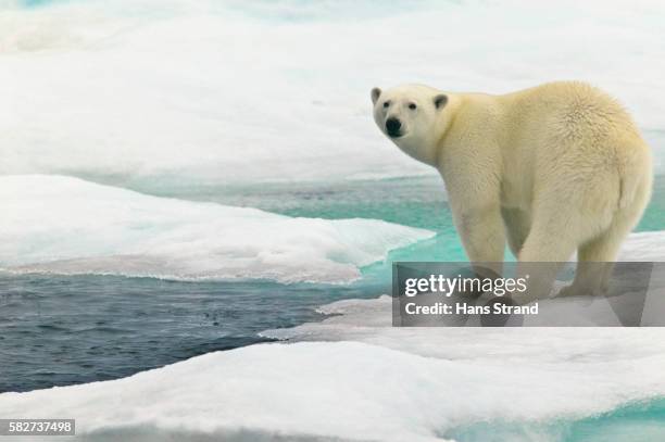 polar bear on sea ice - isbjörn bildbanksfoton och bilder