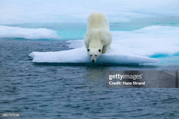 polar bear crouching on ice - pack ice stock pictures, royalty-free photos & images