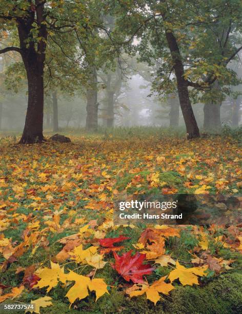 autumn leaves in forest - oak woodland stock pictures, royalty-free photos & images