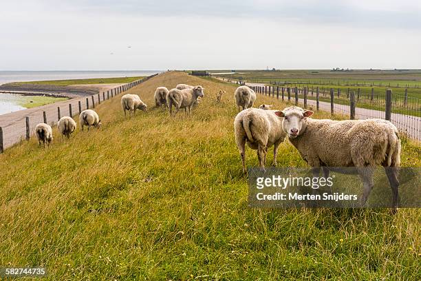 grazing sheep on grass covered dyke - friesland stock pictures, royalty-free photos & images