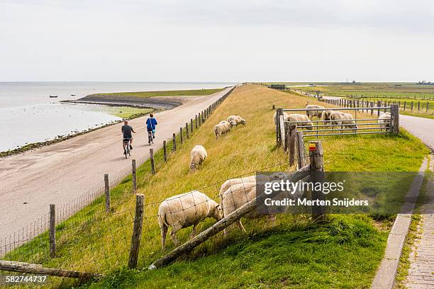 cyclists along dyke with sheep - waddeneilanden stockfoto's en -beelden