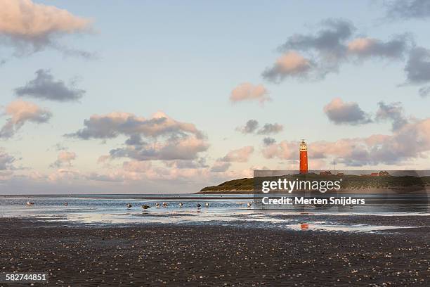 beach landscape with lighthouse and seagulls - benelux stockfoto's en -beelden