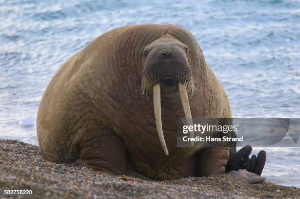 walrus on beach - walrus stock pictures, royalty-free photos & images