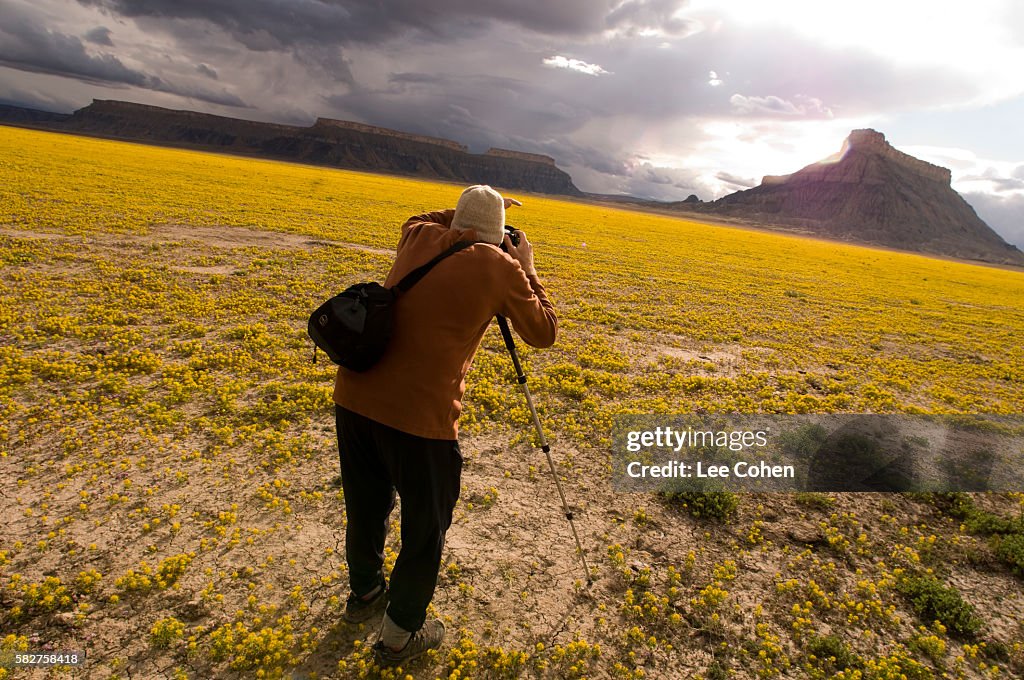 Phoographer shooting spring flowers near Caineville, Utah