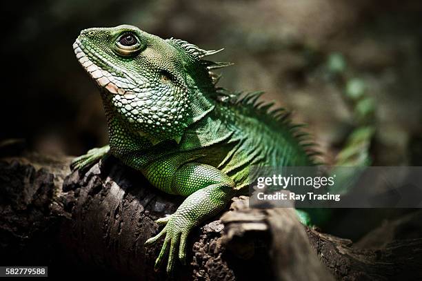 chameleon on a branch - terrarium imagens e fotografias de stock