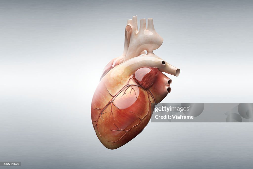 Human heart