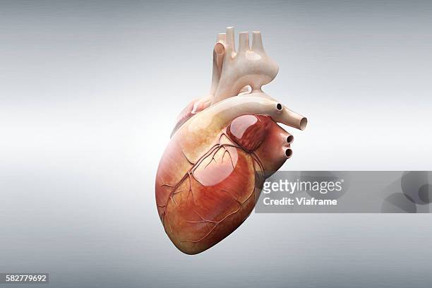human heart - arterioles stock pictures, royalty-free photos & images