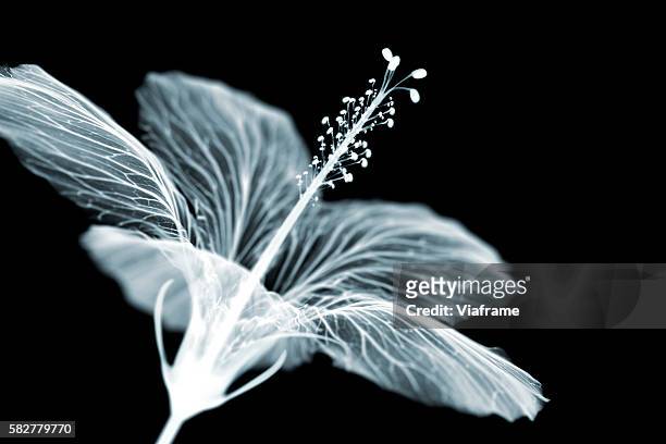 x-ray of hibiscus - flower x ray stock pictures, royalty-free photos & images