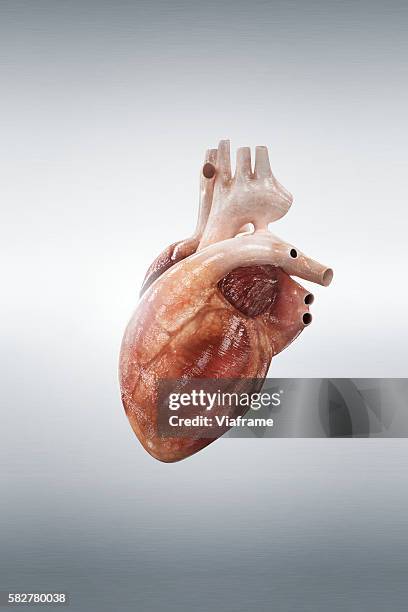 human heart - arterioles stock pictures, royalty-free photos & images