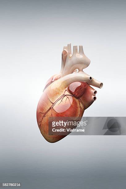 human heart - venula foto e immagini stock