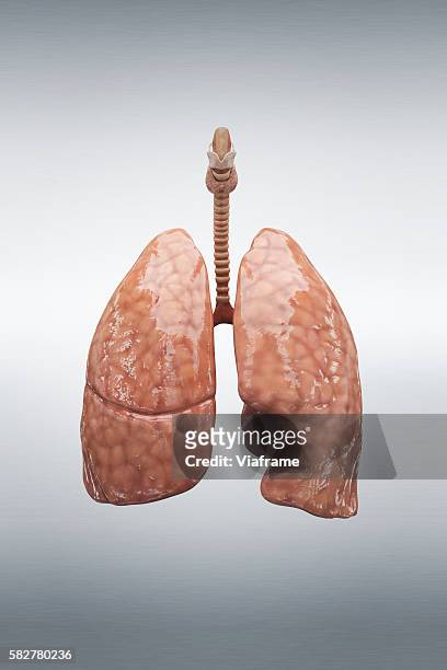 human lung - human lung stock pictures, royalty-free photos & images