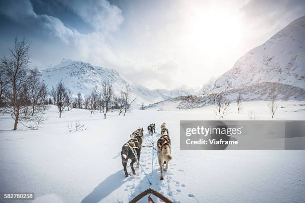 dog sledding - hondensleeën stockfoto's en -beelden