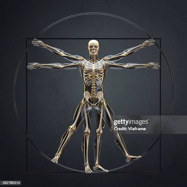 skeleton pose like vitruvian man from da vinci - human bone fotografías e imágenes de stock