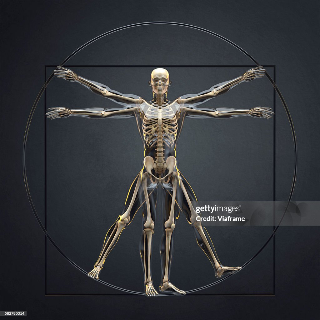 Skeleton pose like vitruvian man from Da Vinci