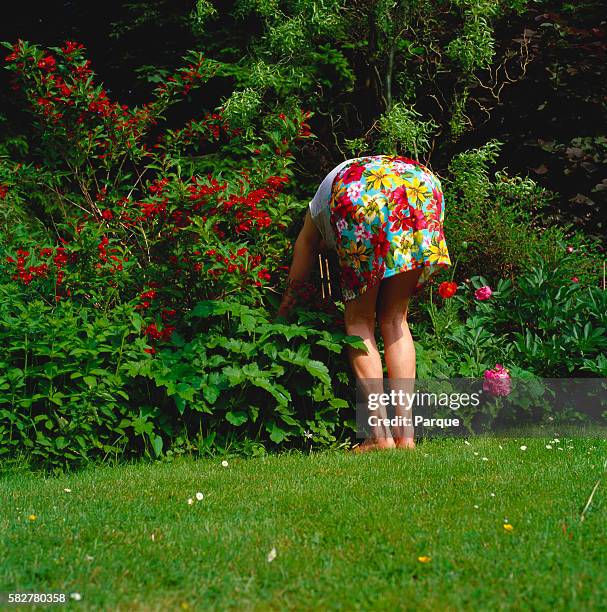 barefoot woman bending down in lush garden - bending over in skirt stock-fotos und bilder